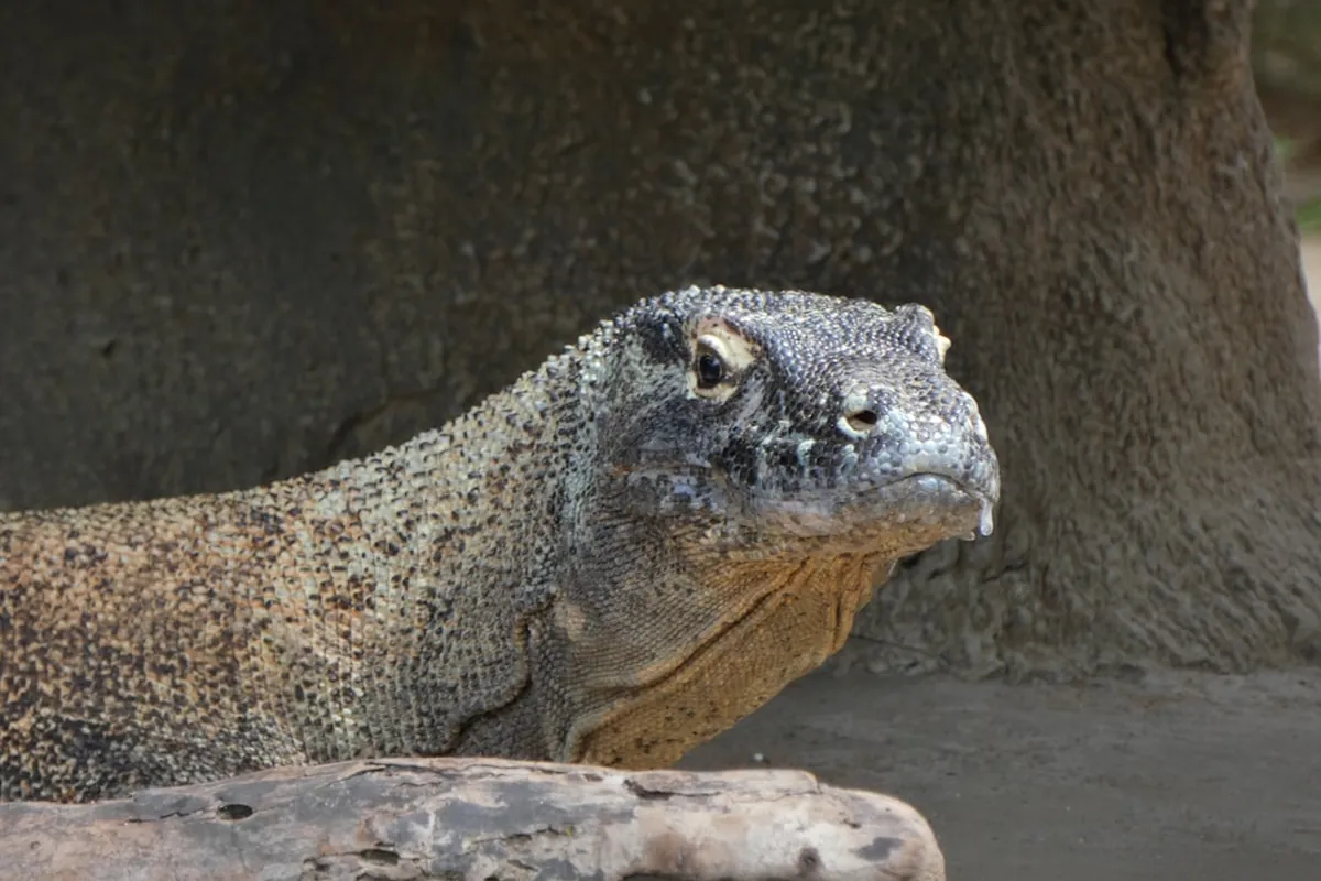 Komodo National Park Safety and Exploration Guide