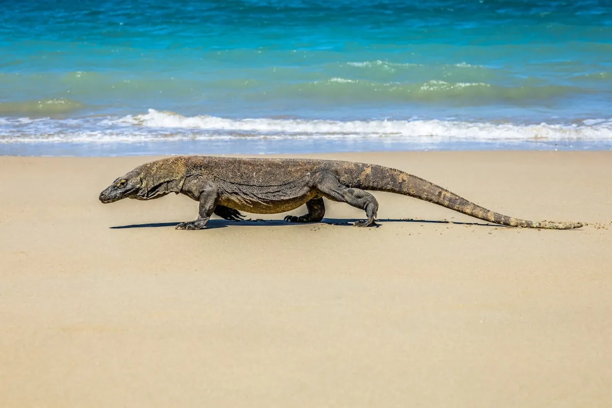 Komodo National Park Guide 2026: Fees, Tours & Tips
