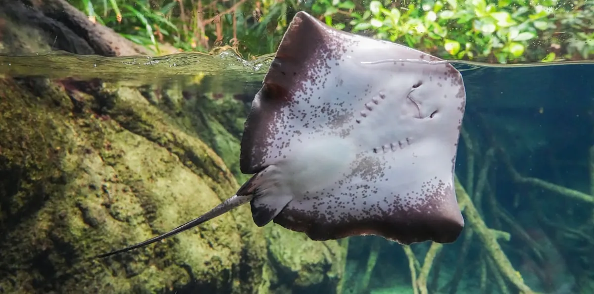 Explore Komodo National Park: Diving, Snorkeling & Travel Guide