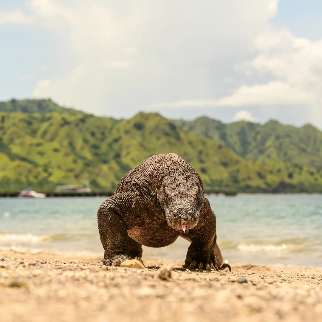 Labuan Bajo Airport vs. Bali: Which is Better for Komodo in 2027?