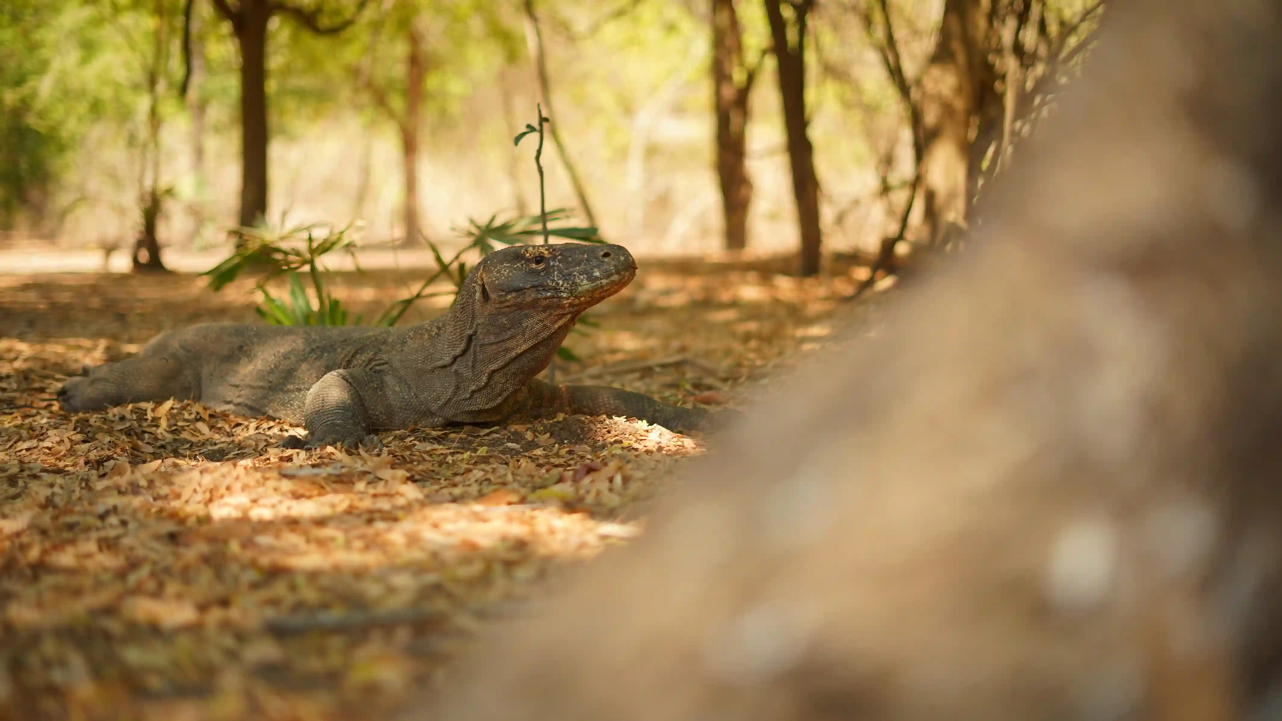 Sustainable Travel in Komodo and Flores